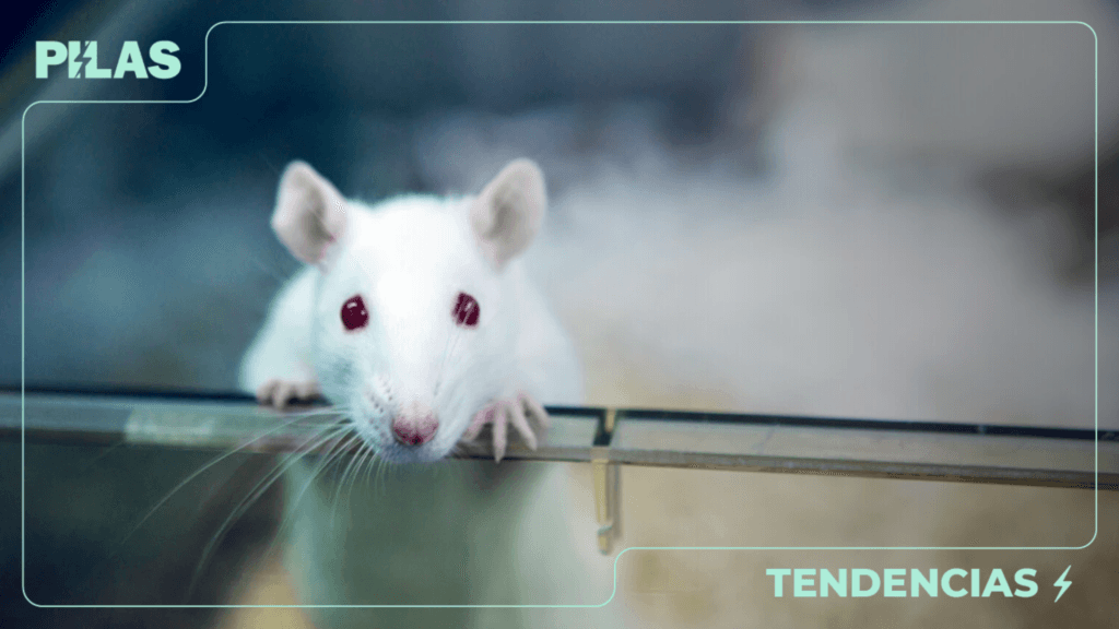 Científicos consiguen revertir el envejecimiento en ratones de laboratorio