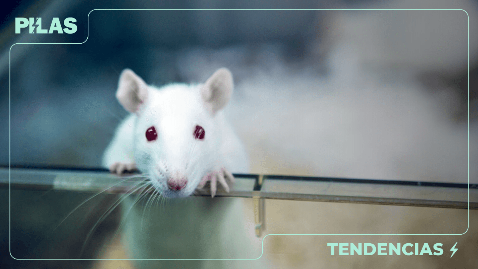 Científicos consiguen revertir el envejecimiento en ratones de laboratorio