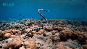 Serpiente marina ataca a turista en Santa Marta