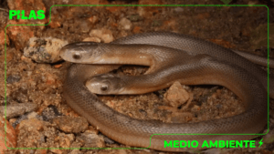 Serpiente de dos cabezas