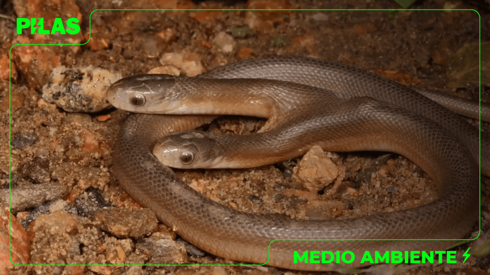 Serpiente de dos cabezas