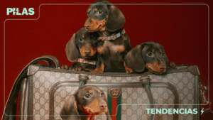 Gucci Pets