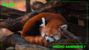Panda rojo